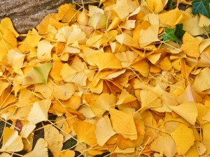 Ginkgo biloba