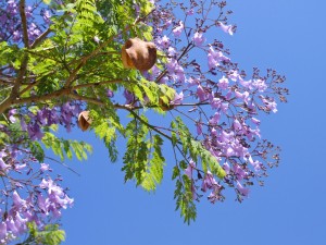 Jacaranda