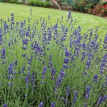 Lavandula angustifolia