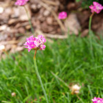 Skalnička (Armeria maritima)