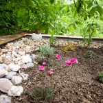 Armeria, Lavandula, Sedum, Thymus,...