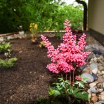 Čechrava (Astilbe arendsii)