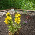 Vrbina (Lysimachia punctata)