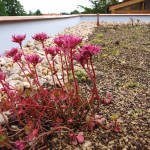 Sedum spurium ´Fuldaglut´