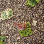 Netřesky (Sempervivum)
