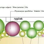 Projekt-výsadba u zdi