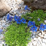 Gentiana acaulis - hořec